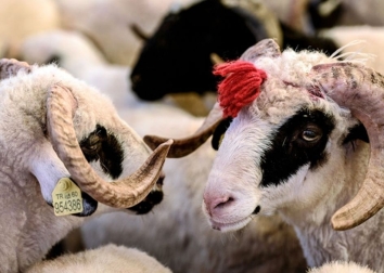 DernekWeb Kurban Bayramı Mesajı